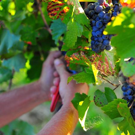 Mayfield Vineyard Orange Exteriér fotografie