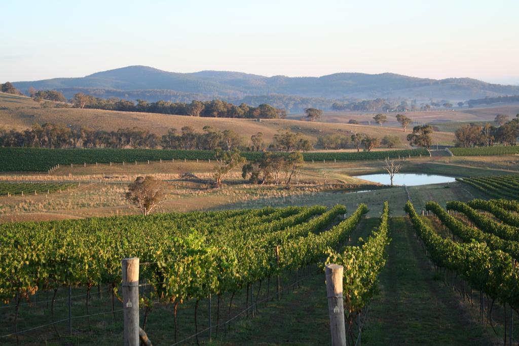 Mayfield Vineyard Orange Exteriér fotografie