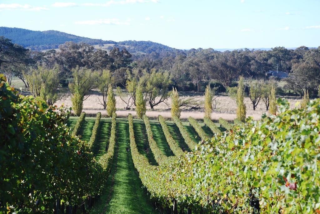 Mayfield Vineyard Orange Exteriér fotografie