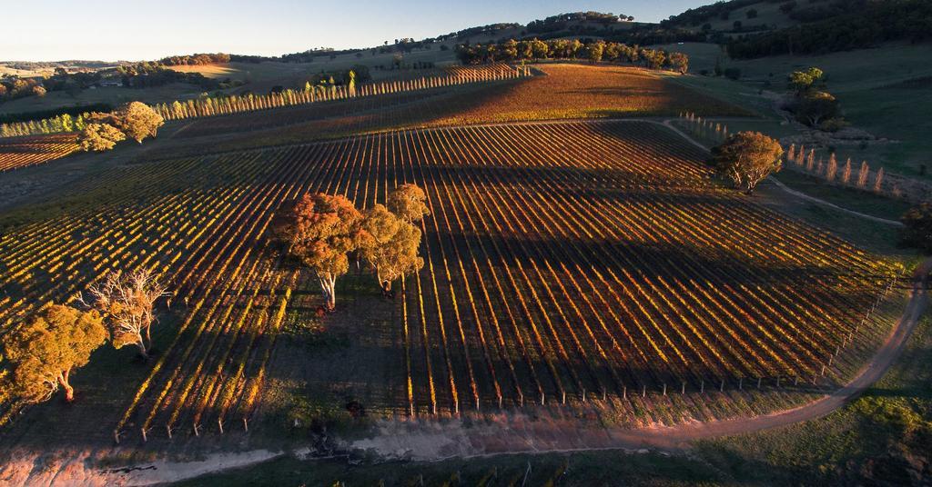 Mayfield Vineyard Orange Exteriér fotografie