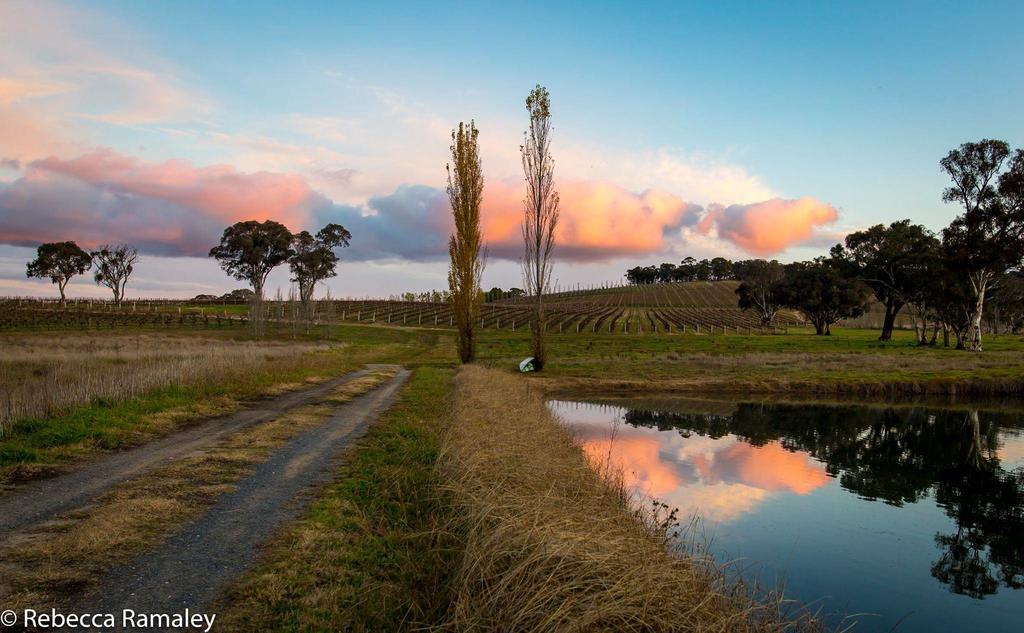 Mayfield Vineyard Orange Exteriér fotografie