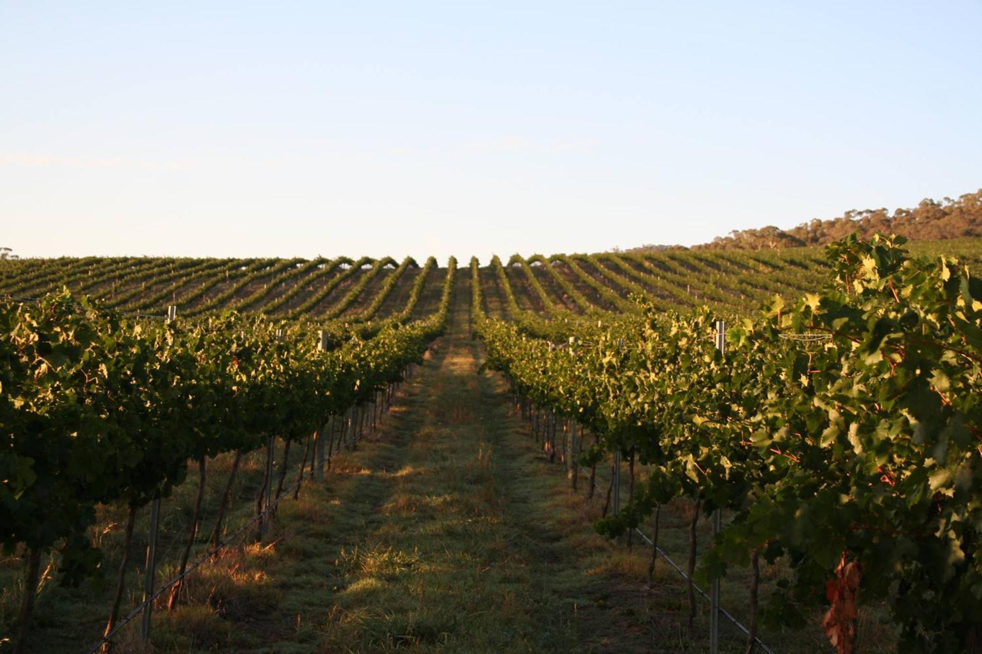 Mayfield Vineyard Orange Exteriér fotografie