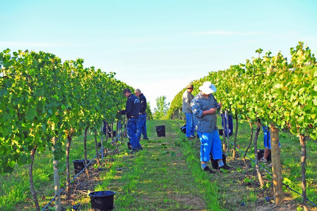 Mayfield Vineyard Orange Exteriér fotografie