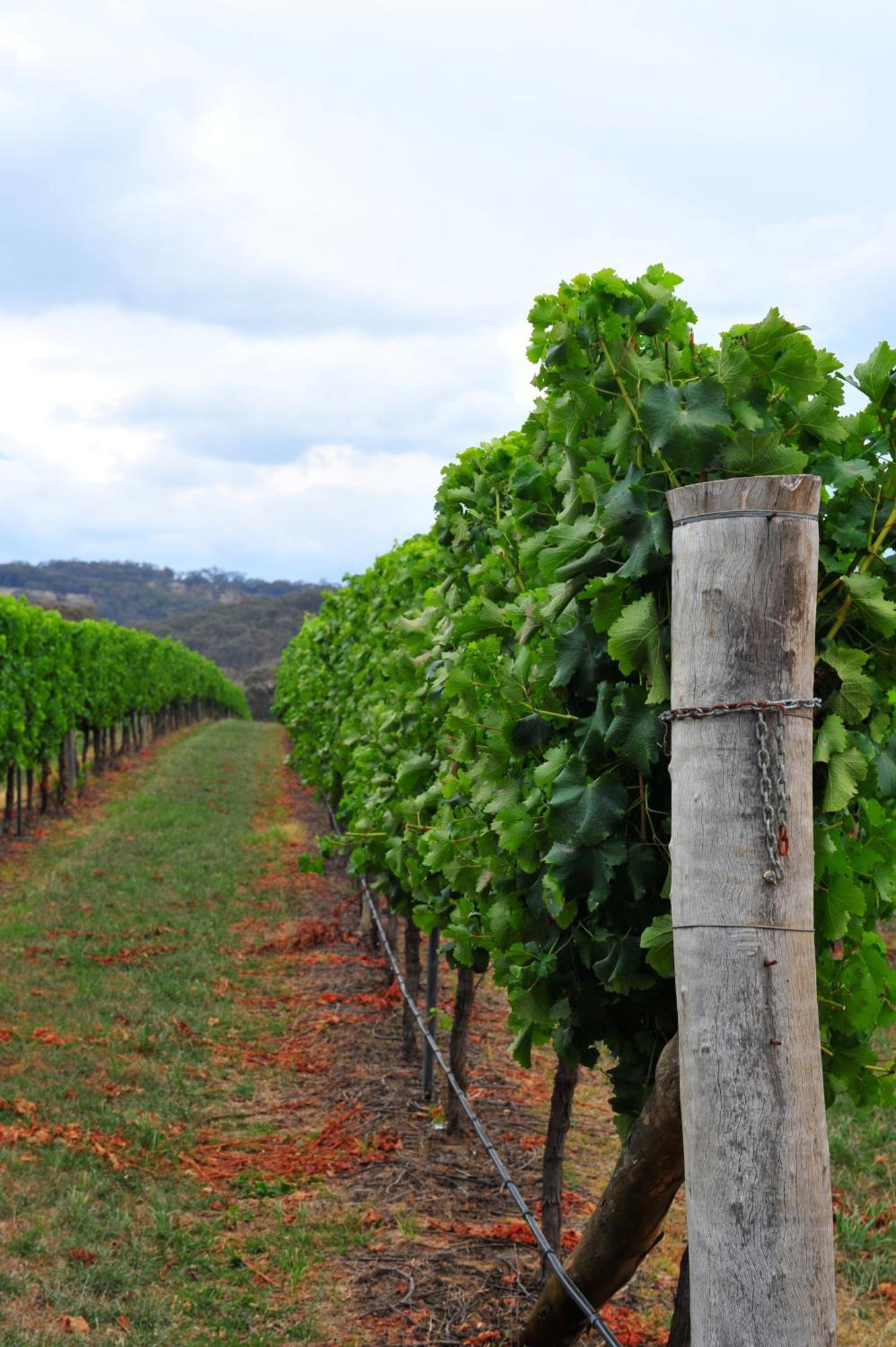 Mayfield Vineyard Orange Exteriér fotografie